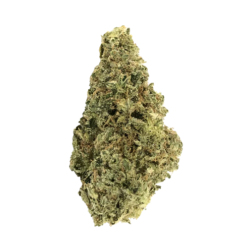 crooked dory indica crooked dory indica